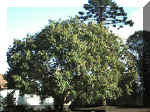 arbol.jpg (127177 bytes)